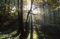 media/galerie/Engelbilder_Engel_im_Wald.jpg
