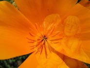 media/galerie/Engelbilder_Engel_in_der_Blume.jpg