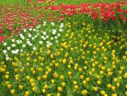 media/galerie/Fotografie_Tulpenwiese_auf_der_Insel_Mainau.jpg