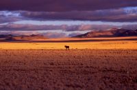 media/galerie/Namibia_2007_Wildpferd_in_der_Abendsonne_nahe_Klein_Aus_Vista.jpg